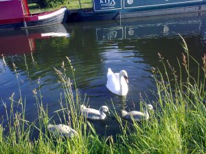 There once was an ugly duckling