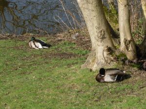 SDC10940 Sleepy ducks