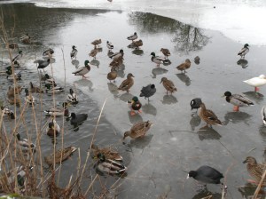 Many many ducks