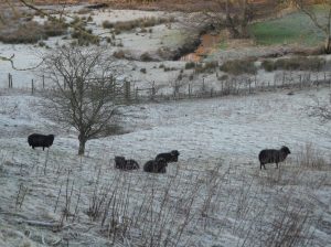 Janathon sheep - predicted to occur again within the first two days of Janathon 2013