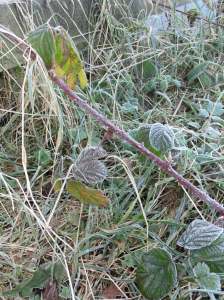 Apologies to anyone disturbed by the sight of me squatting in the brambles whilst taking this picture