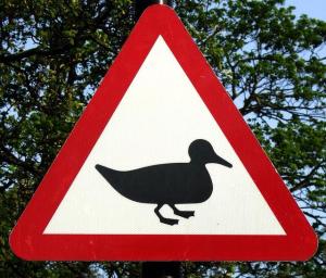 970403_619306841436375_824620257_n